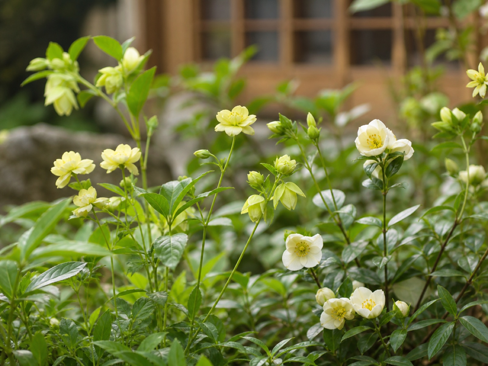 施設の庭に咲く季節の草花
